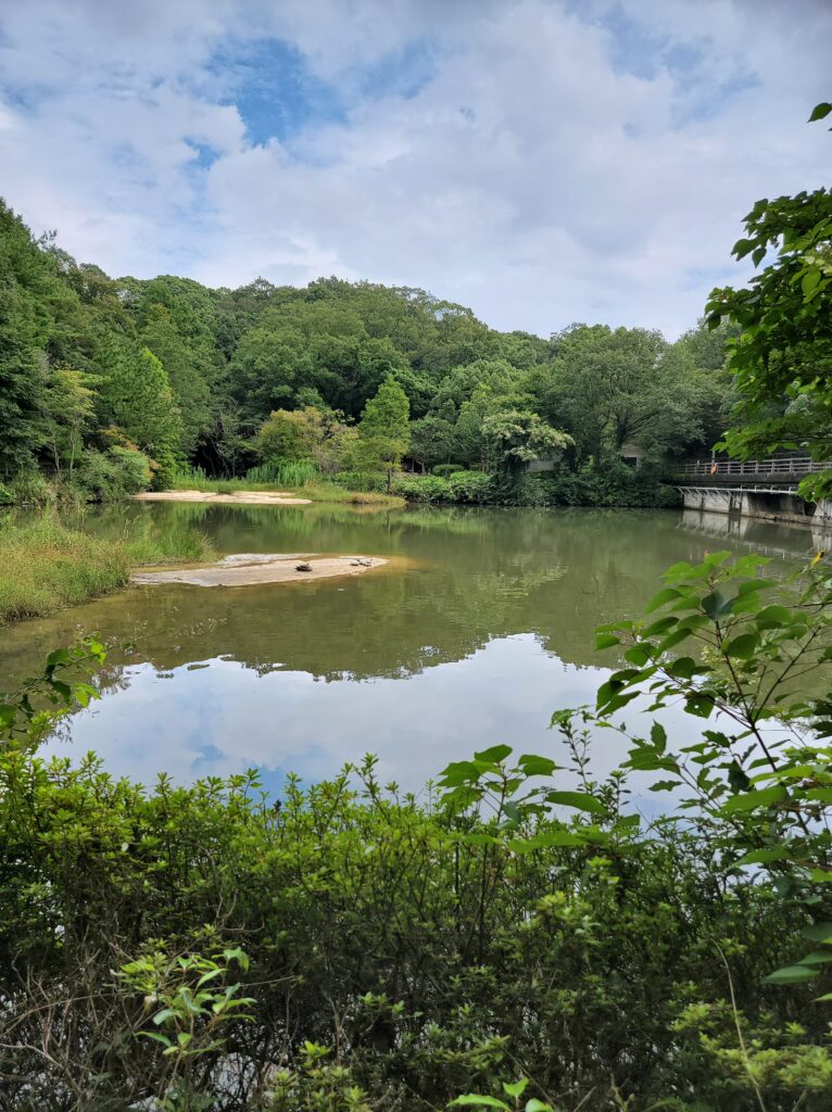 みくるま池にも生き物がたくさん！！