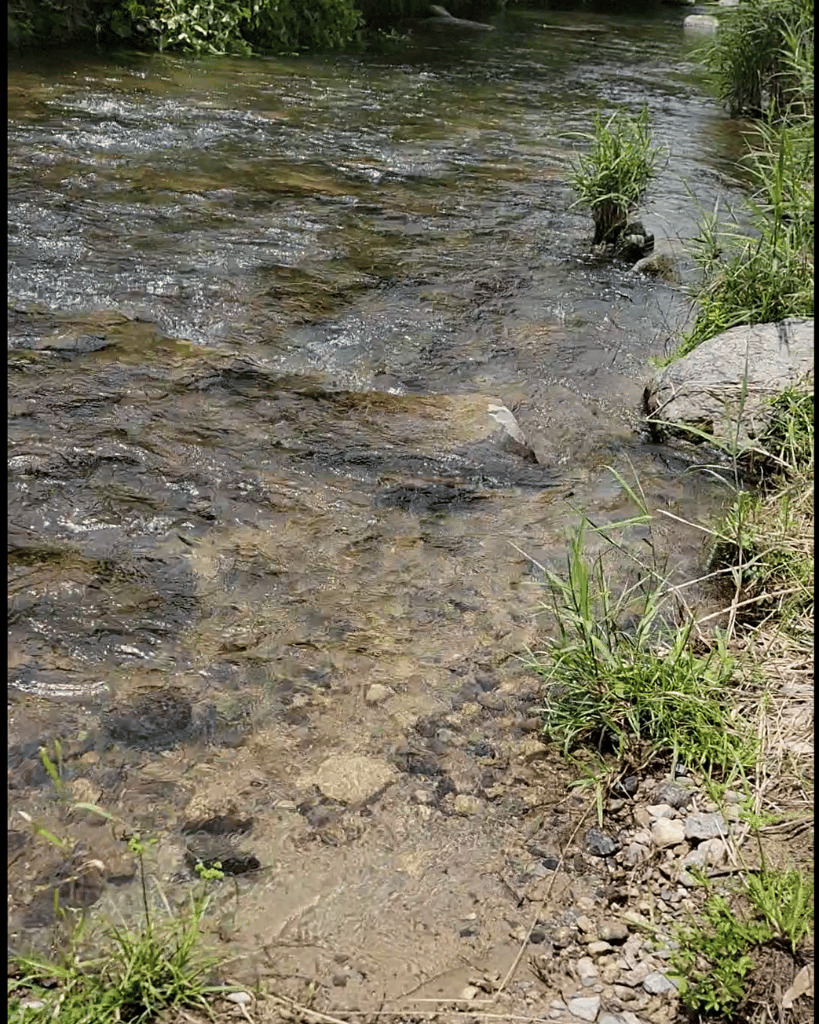 川の流れ自体は早いけど、手前に少しだけ浅いところがあるよ！